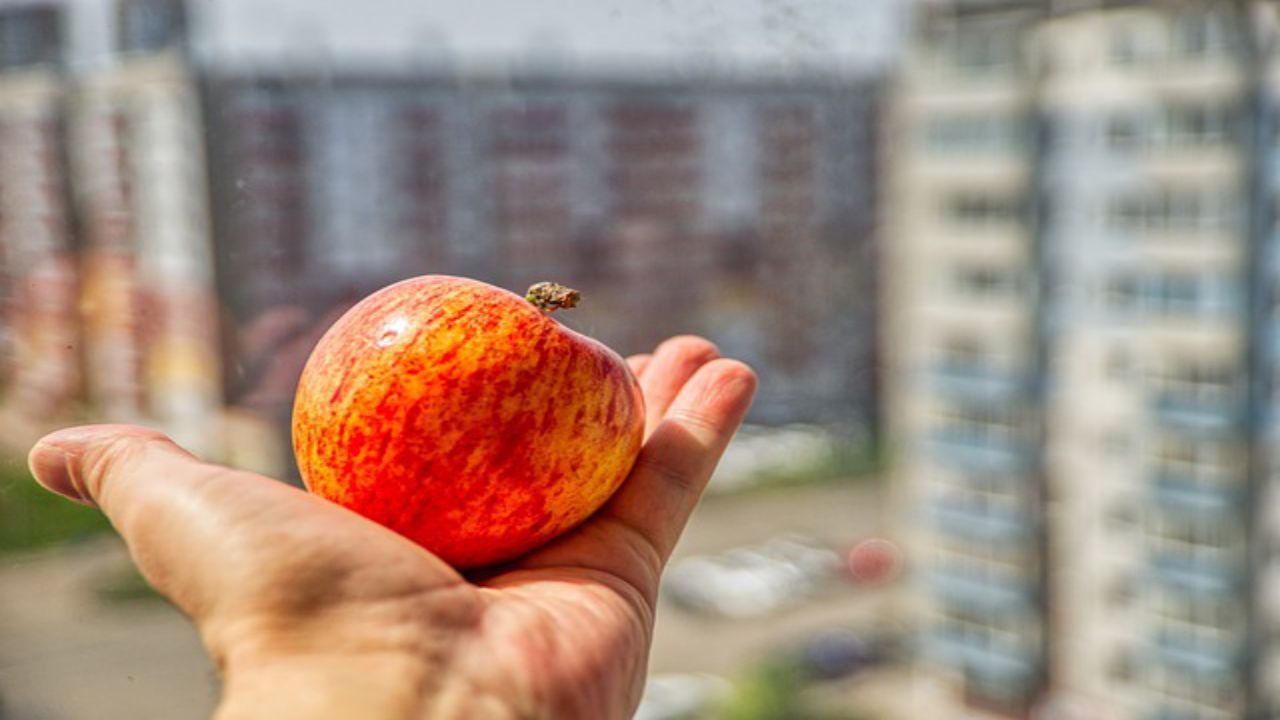 frutta mela città