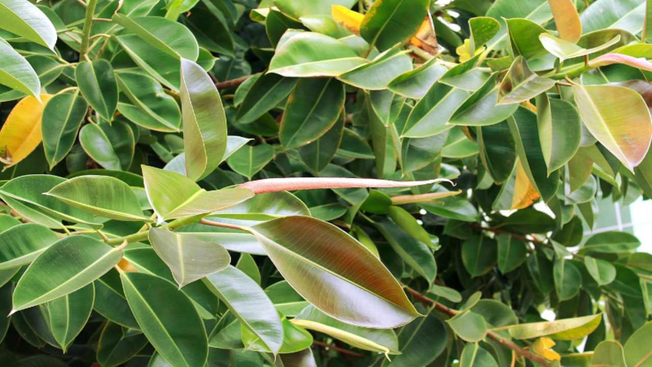 ficus robusta foglie