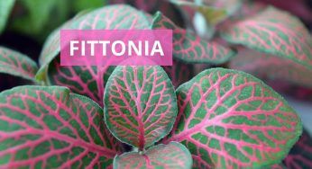 La Fittonia, cosa fare quando cresce troppo e vuoi ridimensionarla