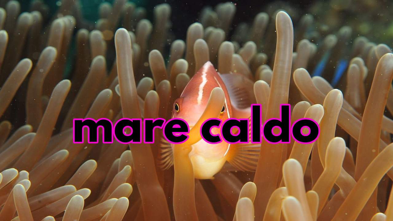 mare caldo rischi specie marine