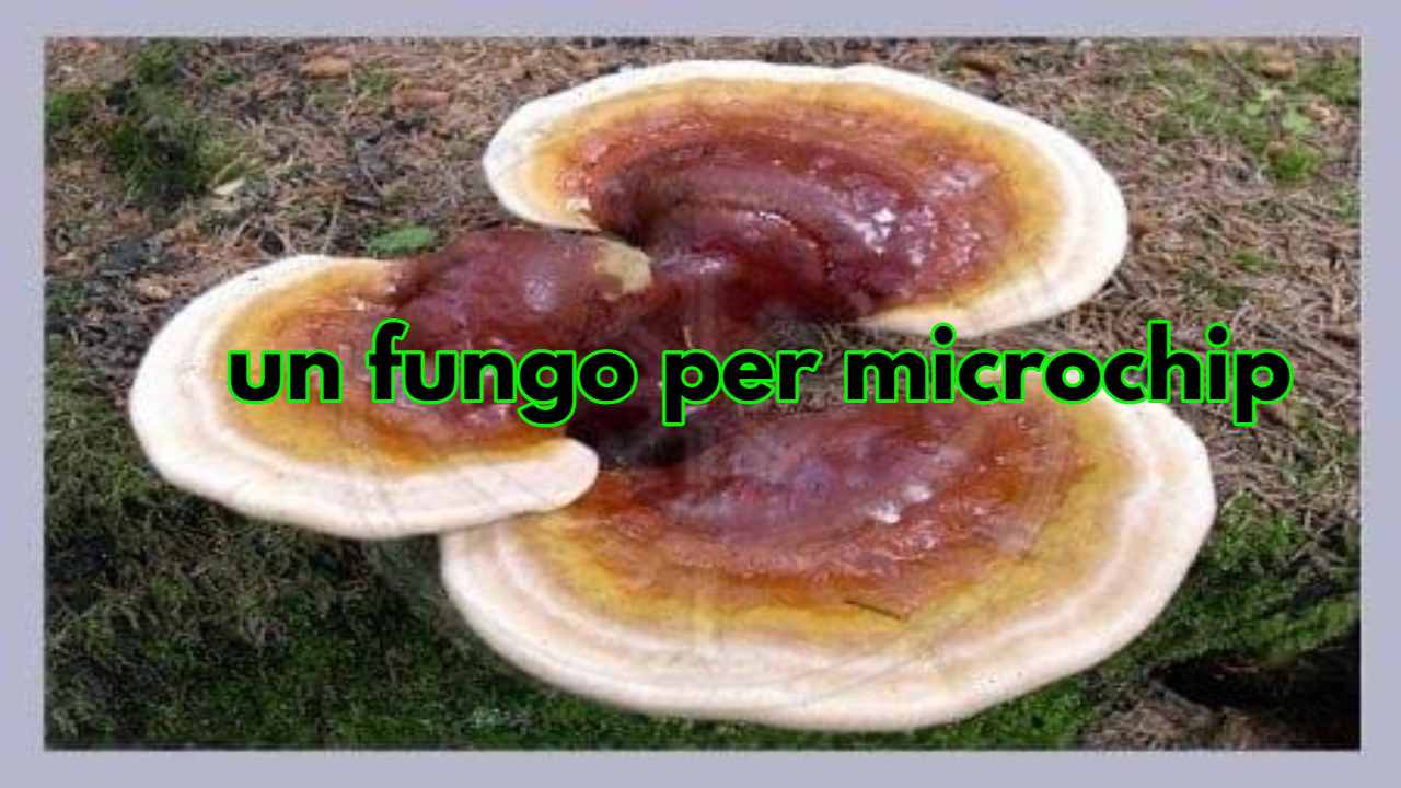 fungo pelle substrato microchip