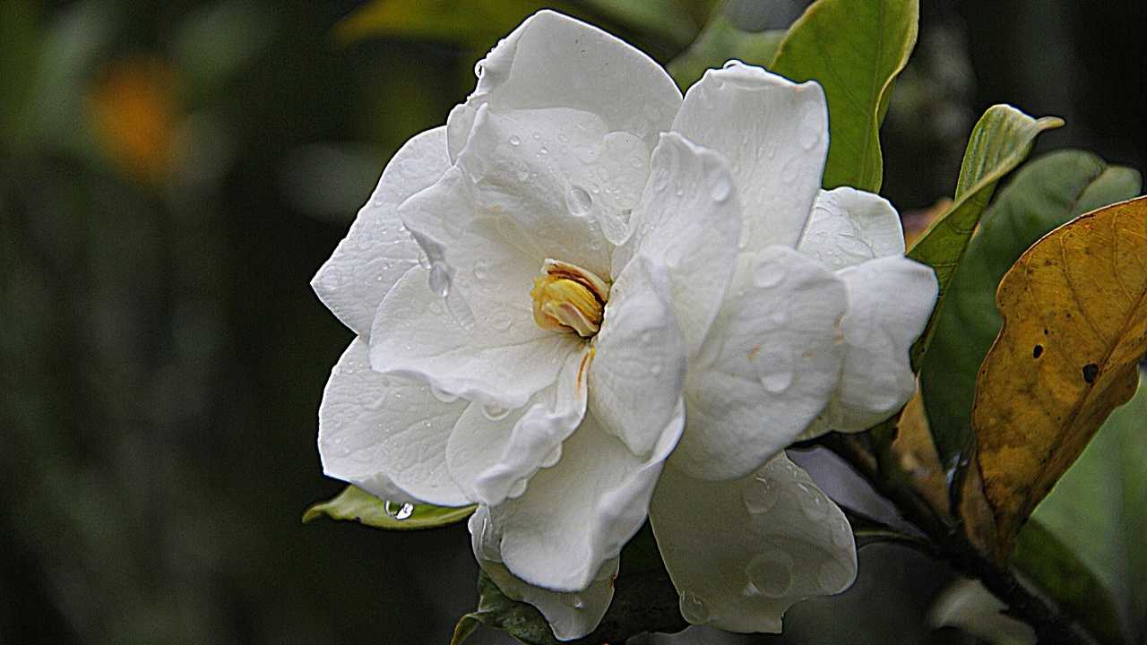 gardenia consigli coltivarla senza errori