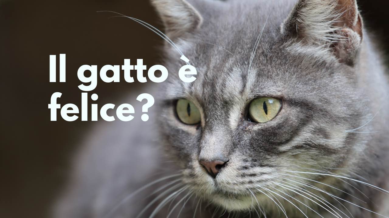 gatto triste felice segni