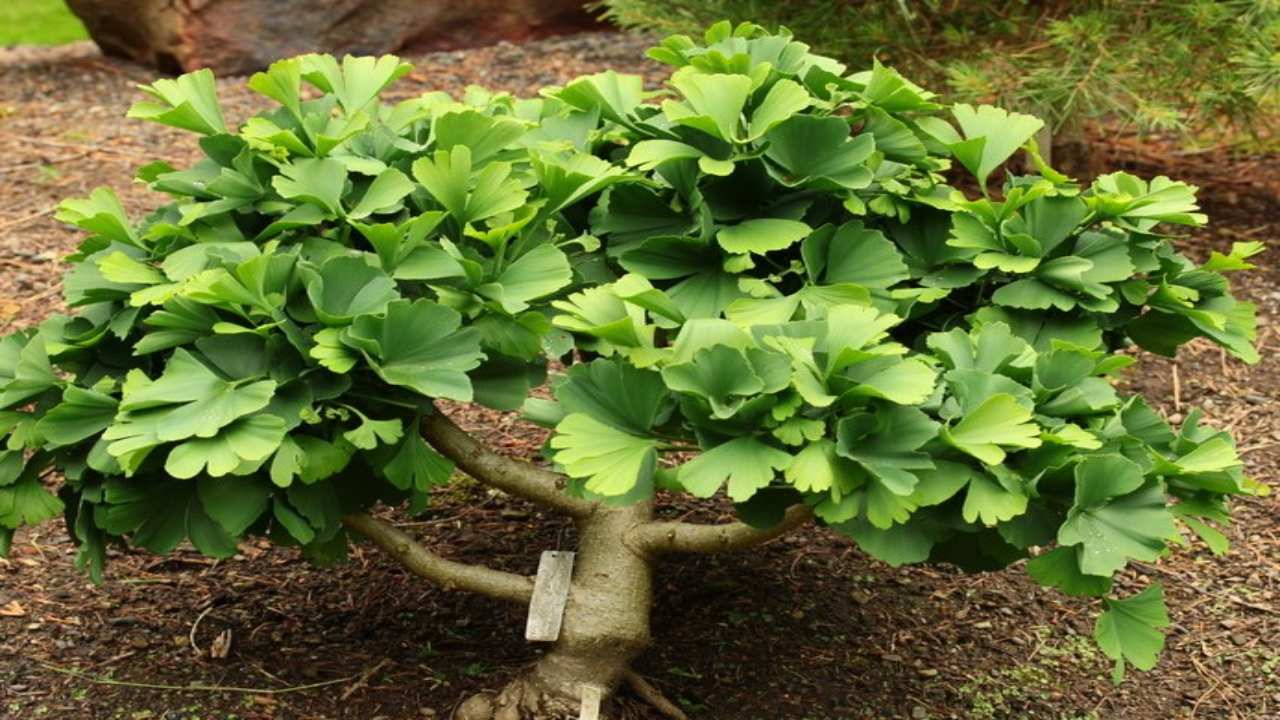 gingko biloba varietà nane terrazzo