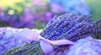 Erbe aromatiche: i consigli dell’esperto per non farle morire