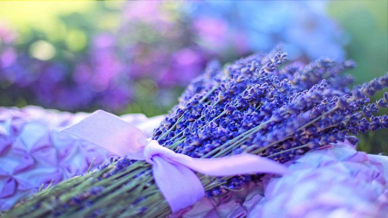 erbe aromatiche lavanda