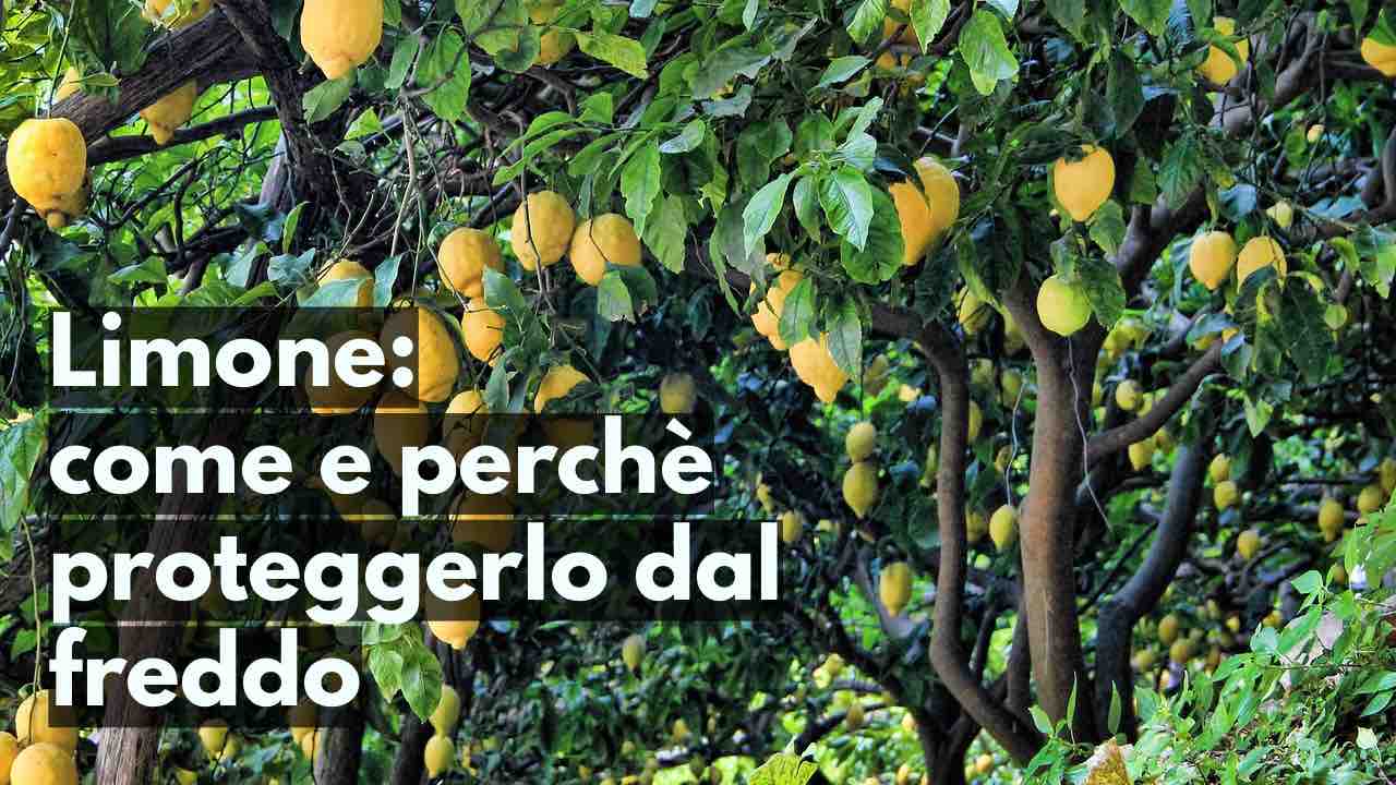 limone coltivazione consigli