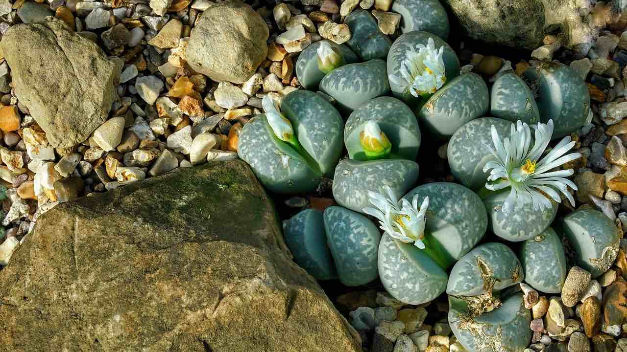 lithops cosa coltivazione