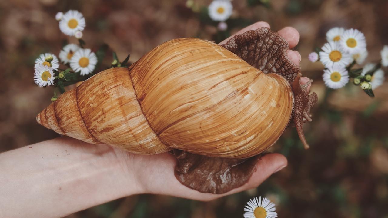 Hambrientos y gigantes masacran caracoles: zonas afectadas