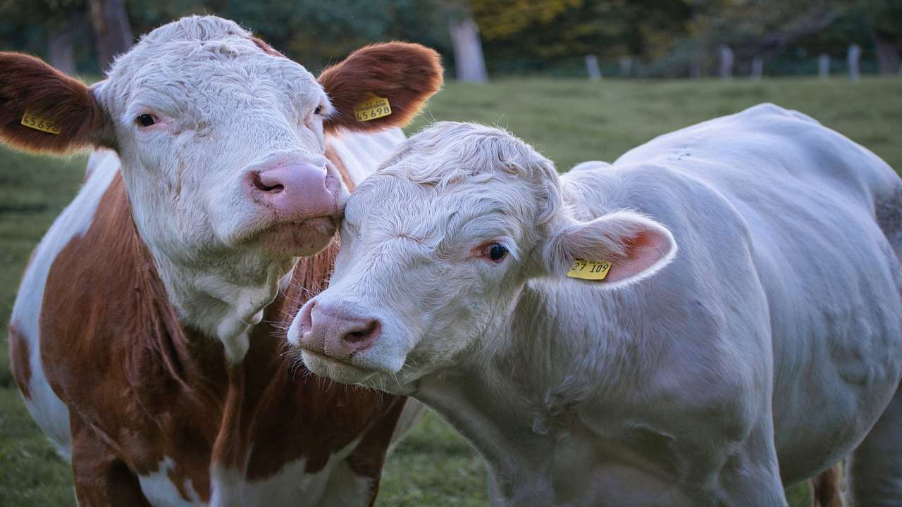 fattoria produce biometano puoi fare pieno