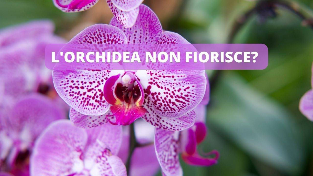 orchidea stimolazione fioritura