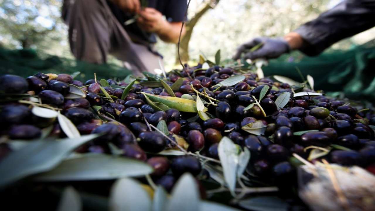 raccolta olive giovani salvano tradizioni