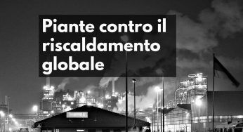 Piante che contrastano il riscaldamento globale: la lista completa