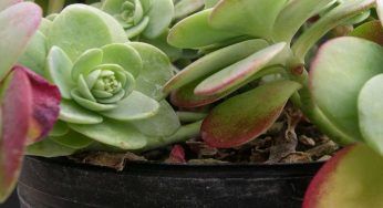 Sedum palmeri, la pianta grassa adatta a tutti: il motivo