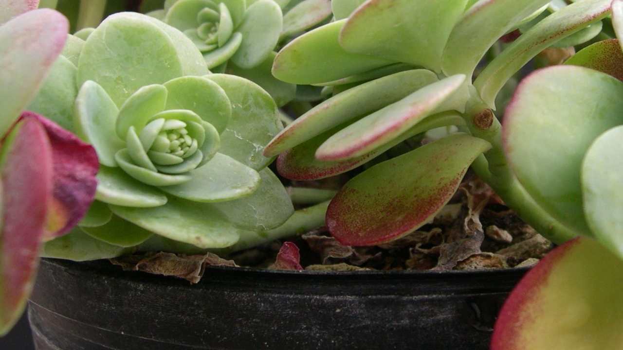 sedum palmeri pianta grassa adatta tutti