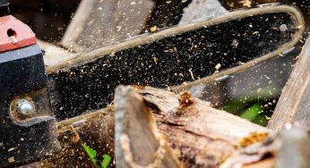Segatura del legno, come riutilizzarla in giardino: sarà una svolta