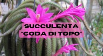 Succulenta “coda di topo”, consigli pratici per la coltivazione