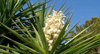 Yucca, di cosa ha bisogno per fiorire in cima?