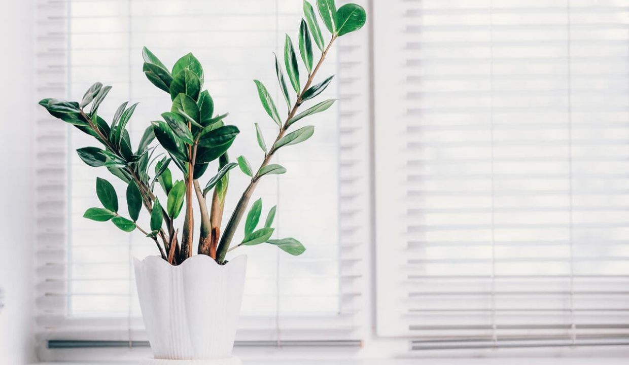 zamioculcas tenerla qui farla fiorire perfezione