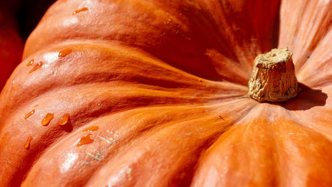 semi di zucca bontà