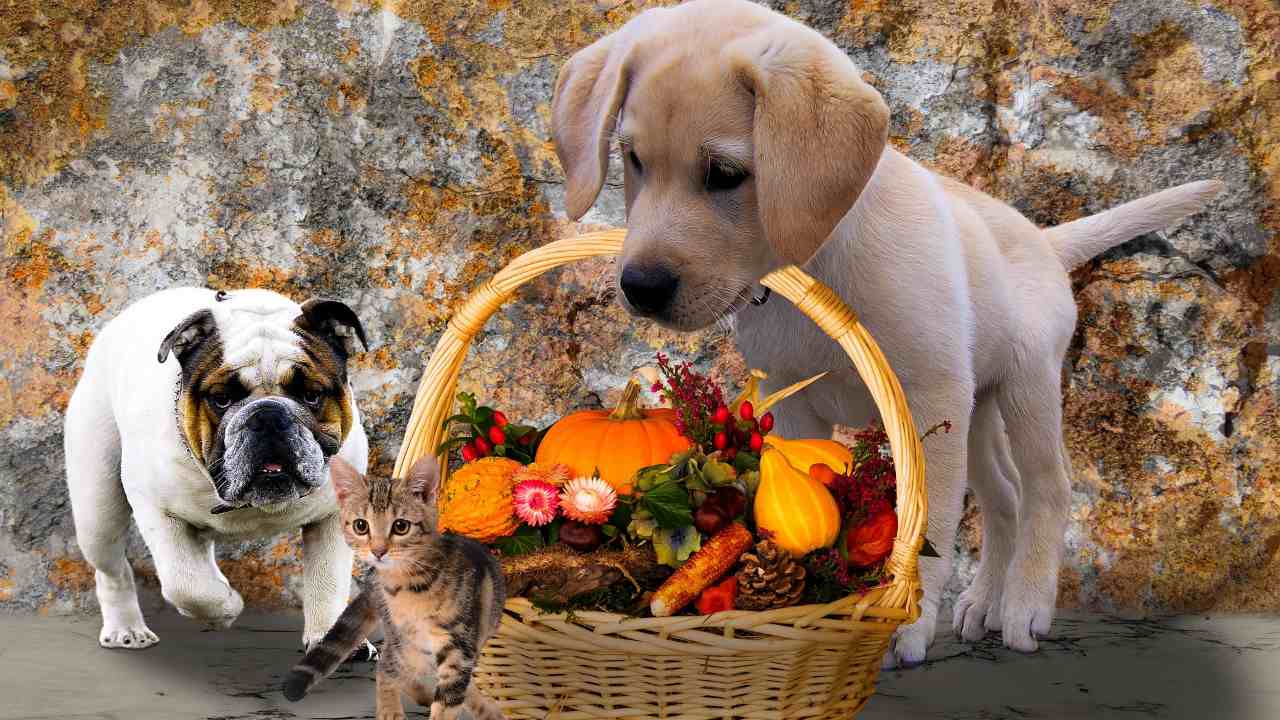 cane zucca mangiare alimentazione animali