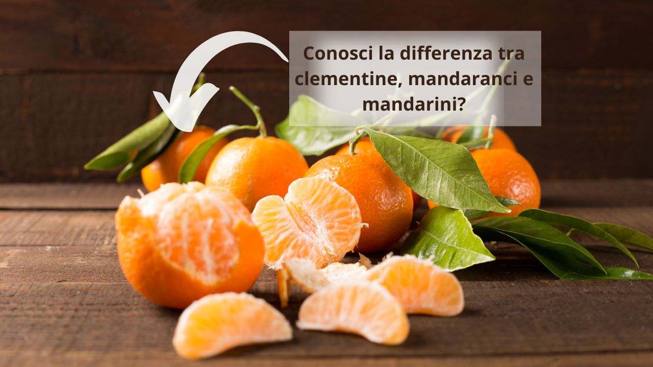 distinguere mandarino clementine mandarancio