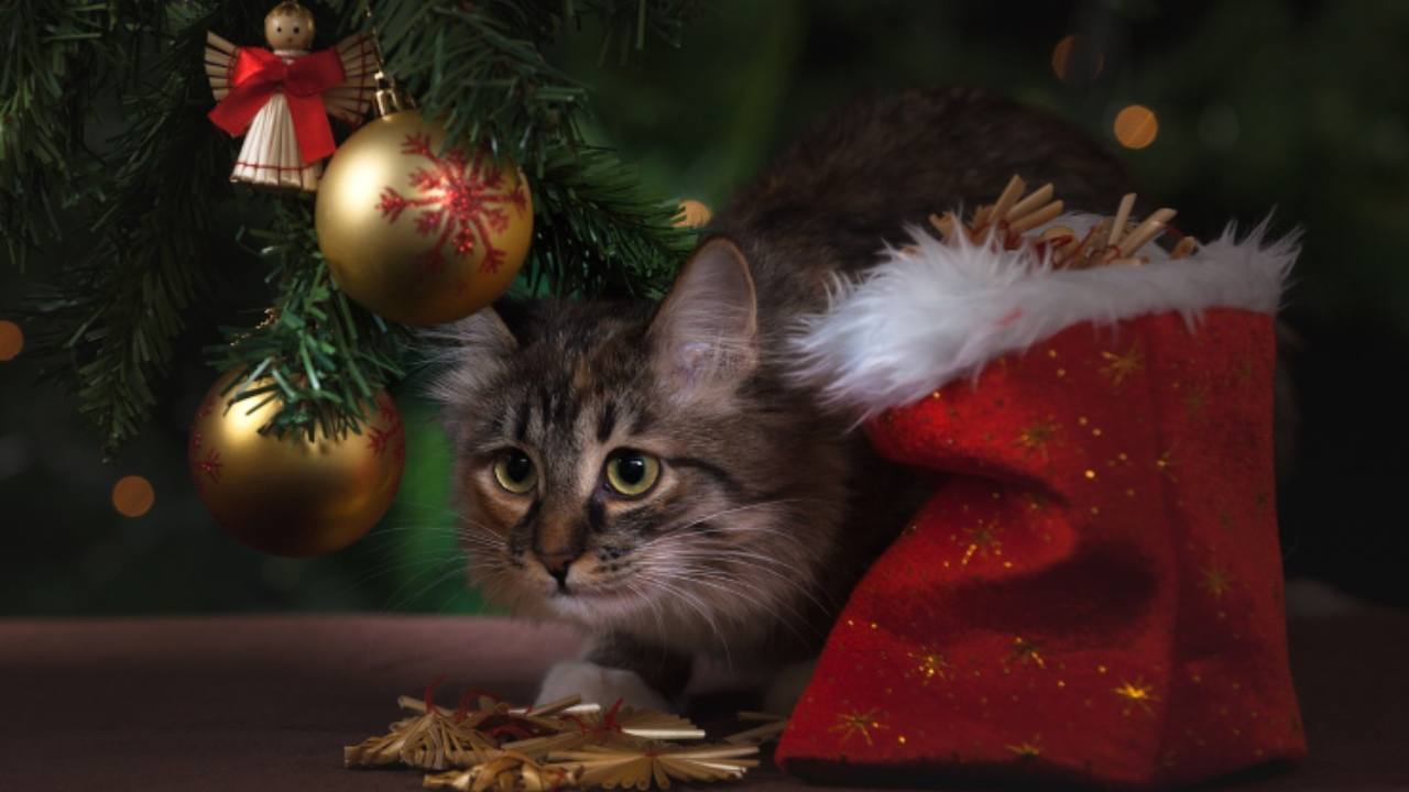 Albero Natale con gatto