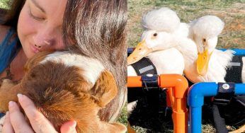 Lascia il lavoro e si dedica agli animali disabili, la storia di Amanda Clark