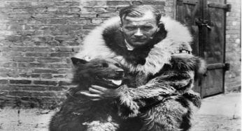 Balto (la storia vera), il cane che salvò un villaggio da un’epidemia