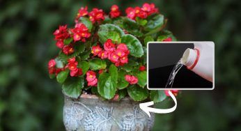 Candeggina nei fiori, ne basta davvero poca per un risultato mai visto prima