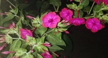 Bella di Notte, basta davvero poco per vederla fiorire in poco tempo