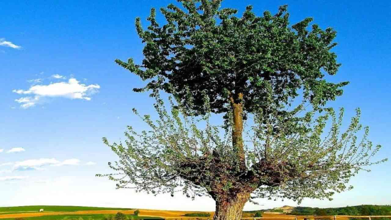 caratteristiche bialbero di casorzo