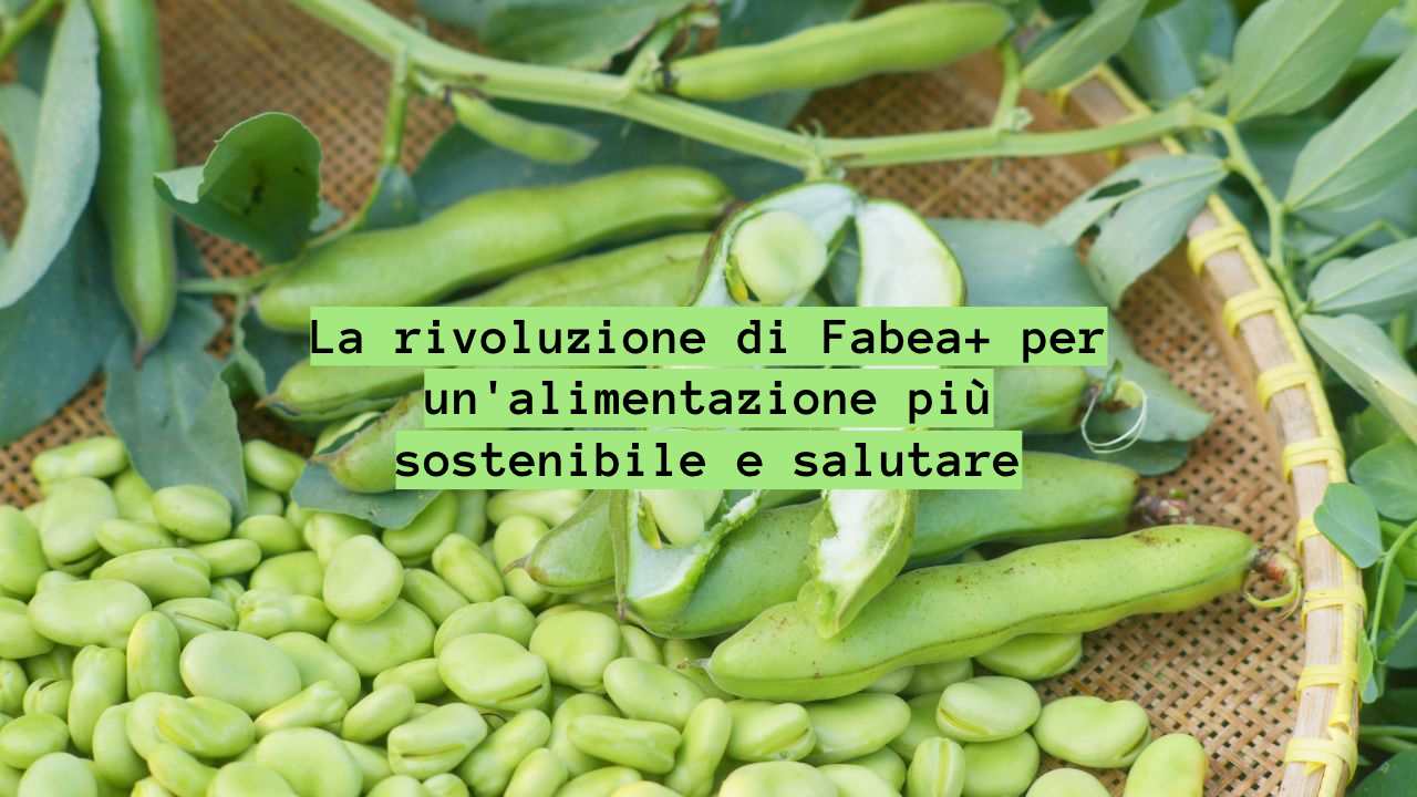 base vegetale fave Fabea