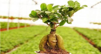 Tronco del ficus bonsai, sai perchè si stacca? Il motivo non ti piacerà