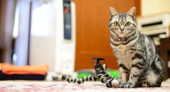 Rendere la casa a misura di gatto, consigli utili per riuscire nell’impresa