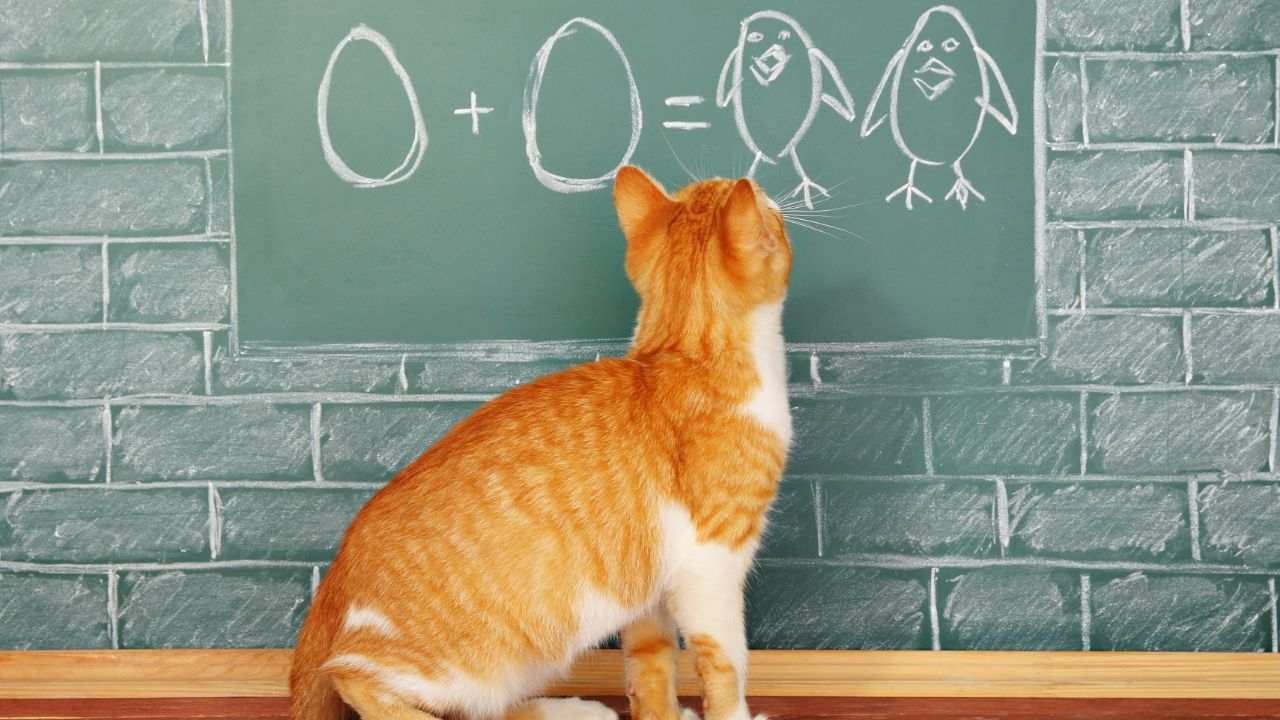 gatti abbandonati scuola