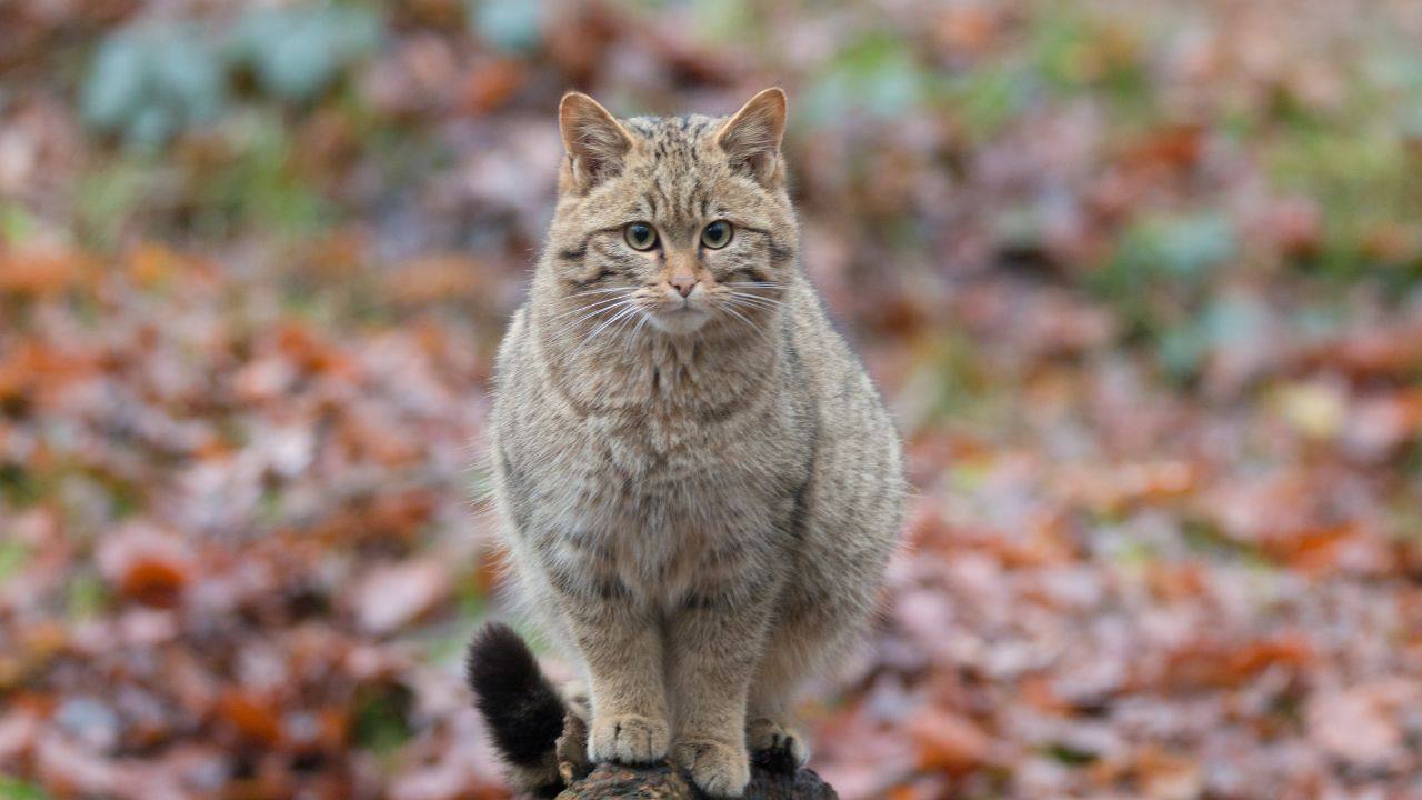 ritorno gatti selvatici