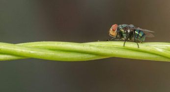 Insetti volanti, la crisi ecologica li ha ridotti del 64%: il report da brividi