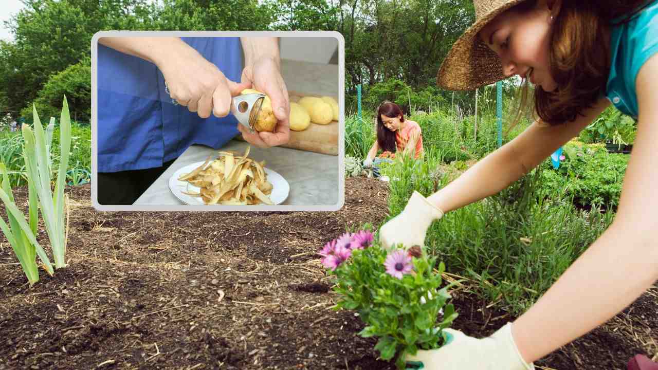 usi patate giardinaggio