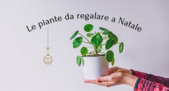Piante da regalare a Natale: le più apprezzate sono loro