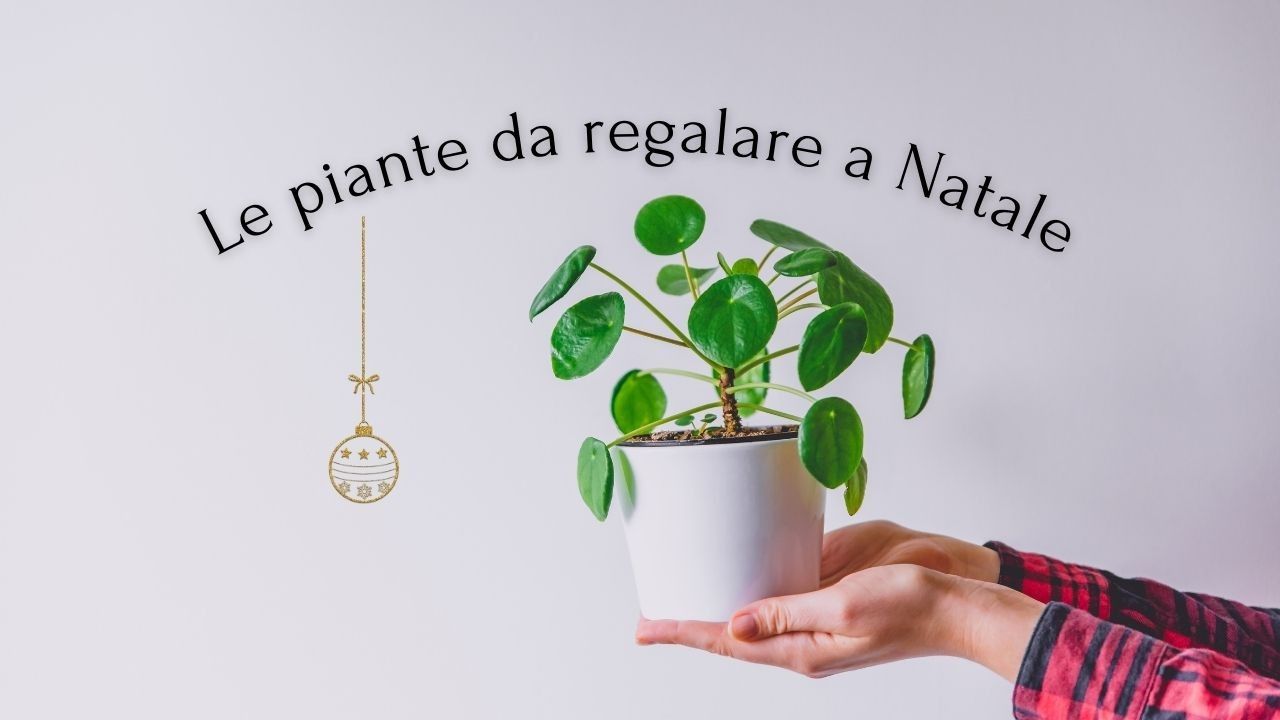 piante regalare Natale