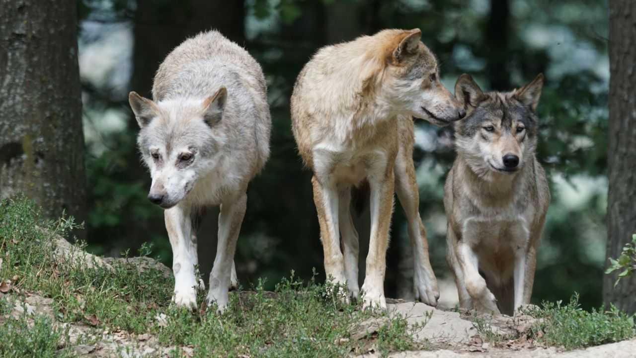 Lupi pericolosi uomo indagine