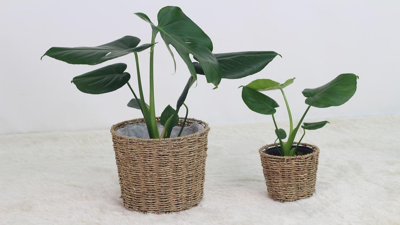 evitare foglie gialle monstera