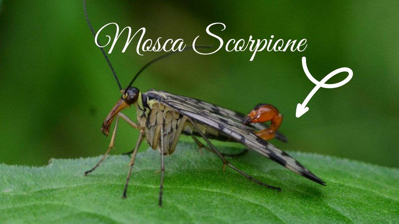 insetti mosca scorpione