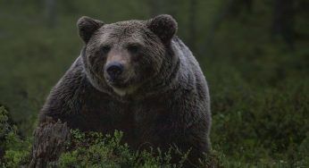 Animali protagonisti di storie incredibili, le più belle del 2022