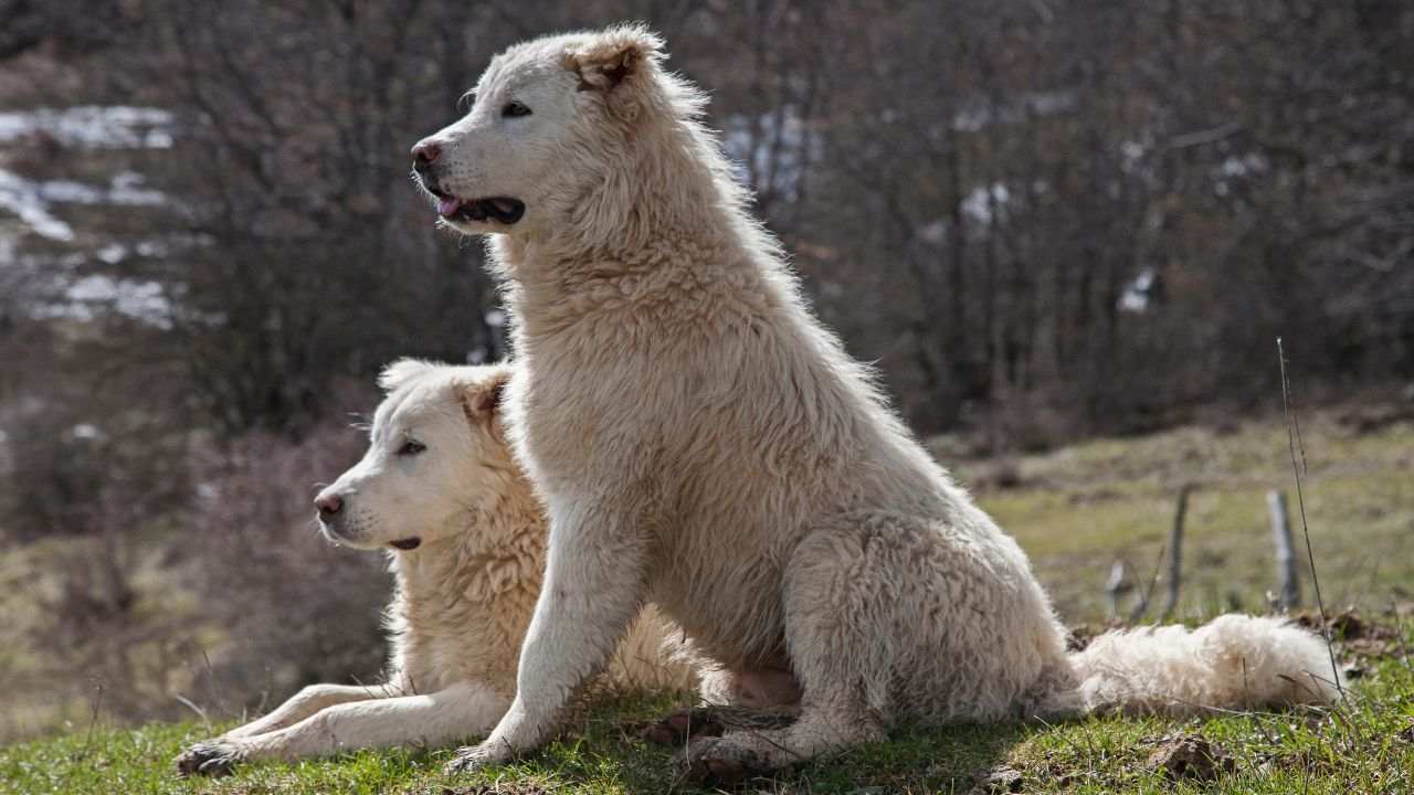 differenza cane pastore