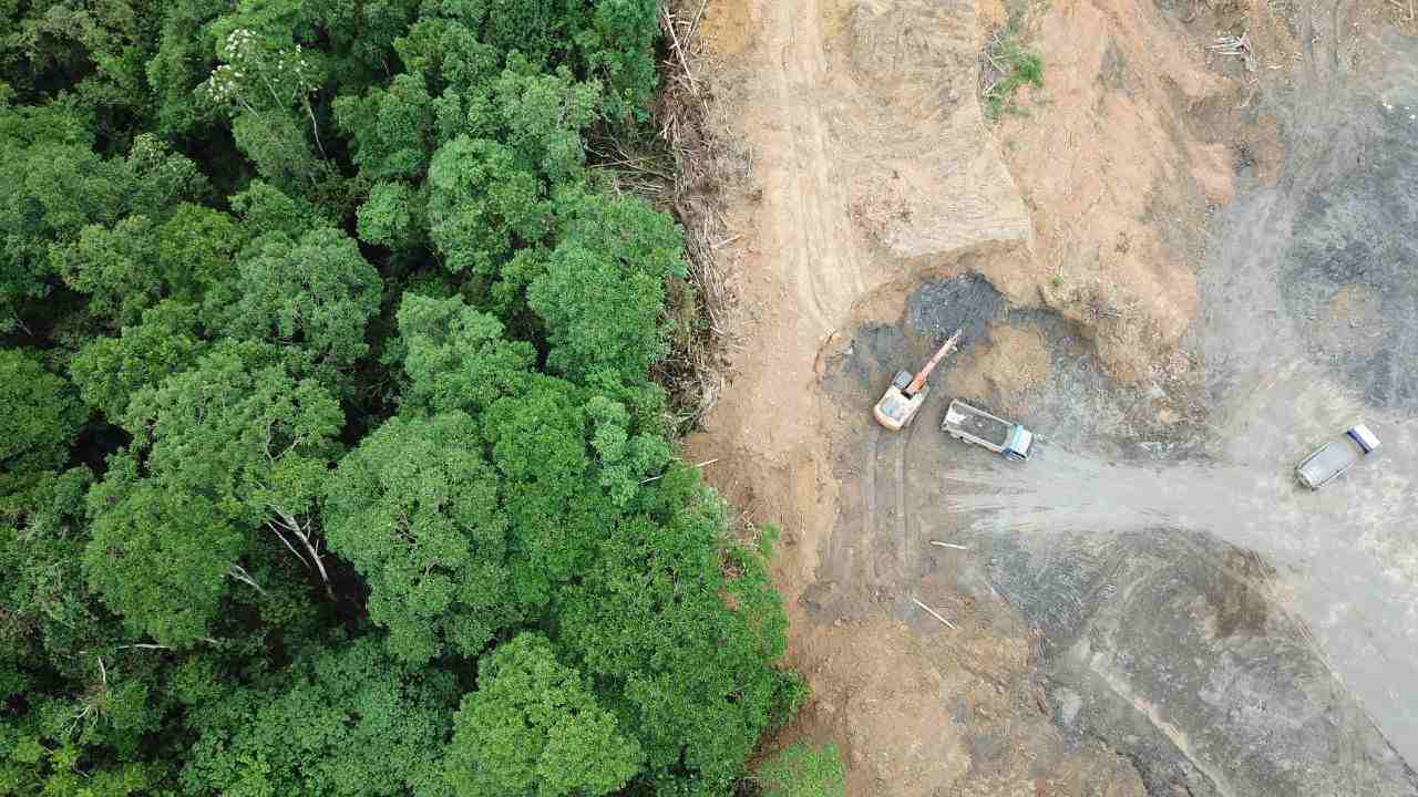 prodotti causano deforestazione