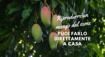 Far nascere un mango da un seme, finalmente puoi farlo a casa tua