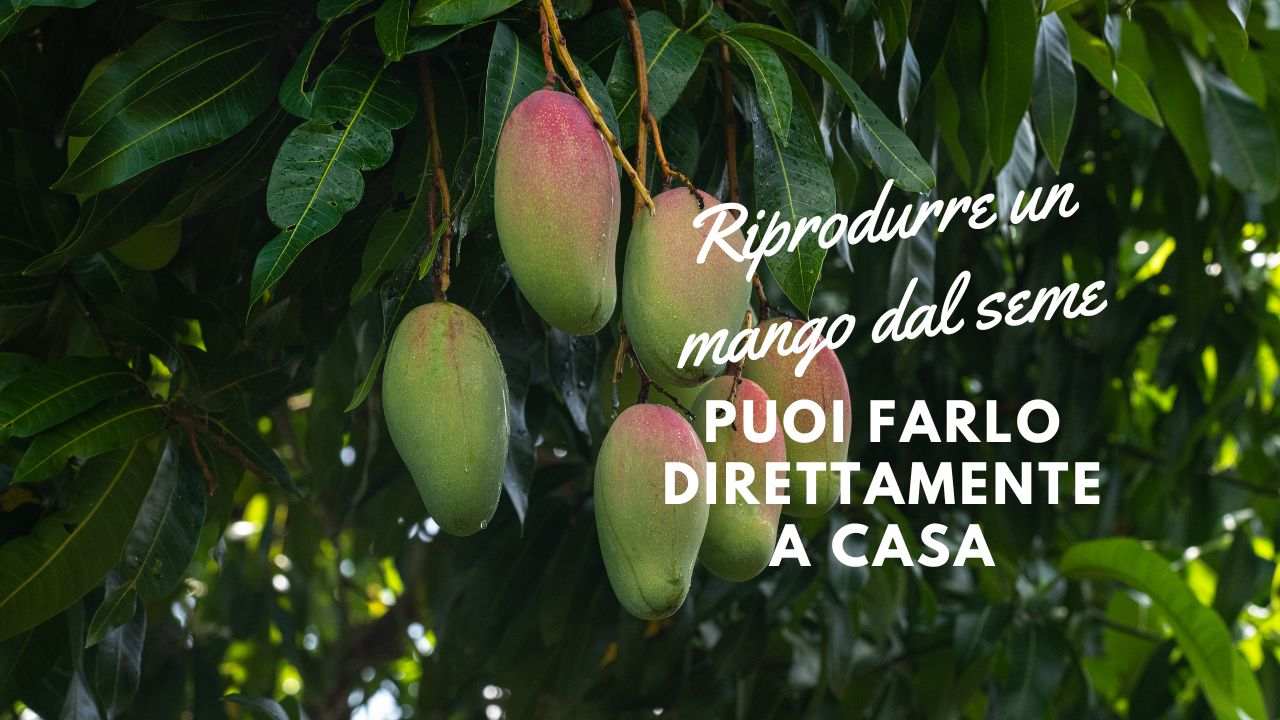 riprodurre mango seme