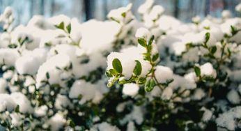 Piante e neve, non è una buona idea: come salvare il tuo angolo botanico